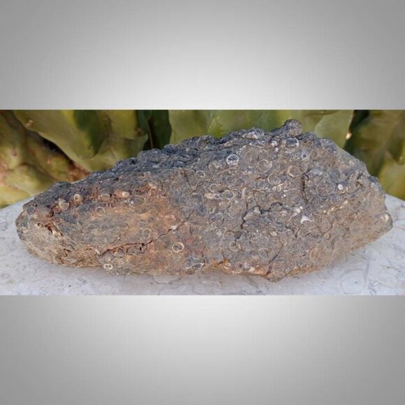 Turritella agate raw snail fossil rock stone chunk 01 - Picture 3 of 6